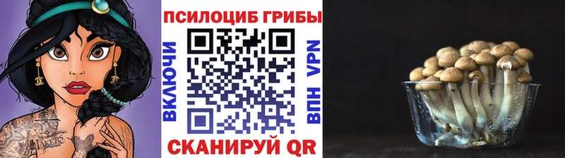 Галлюциногенные грибы Psilocybe Кызыл